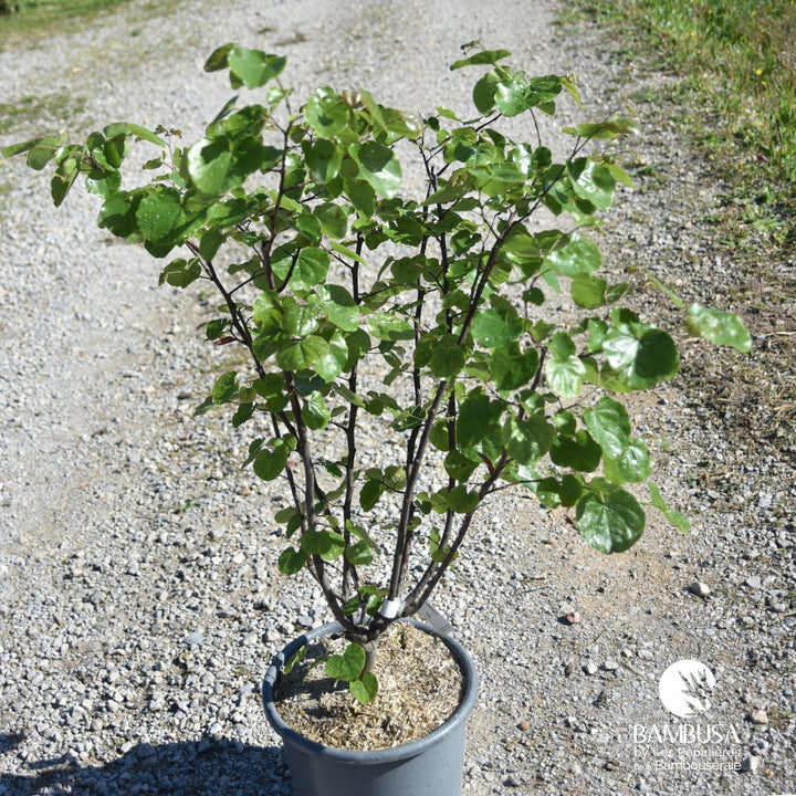 Arbre de Judée &