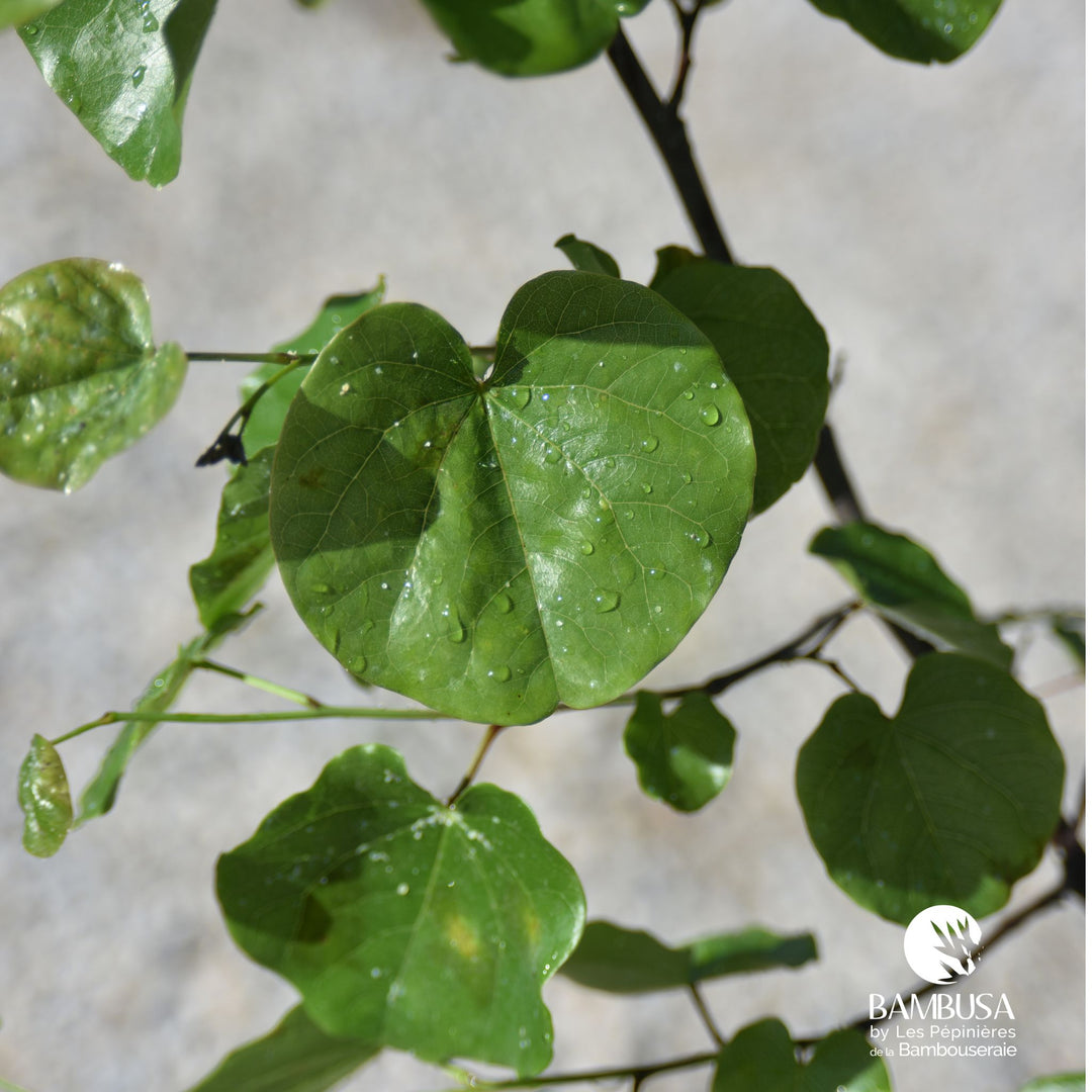 Cercis canadensis &