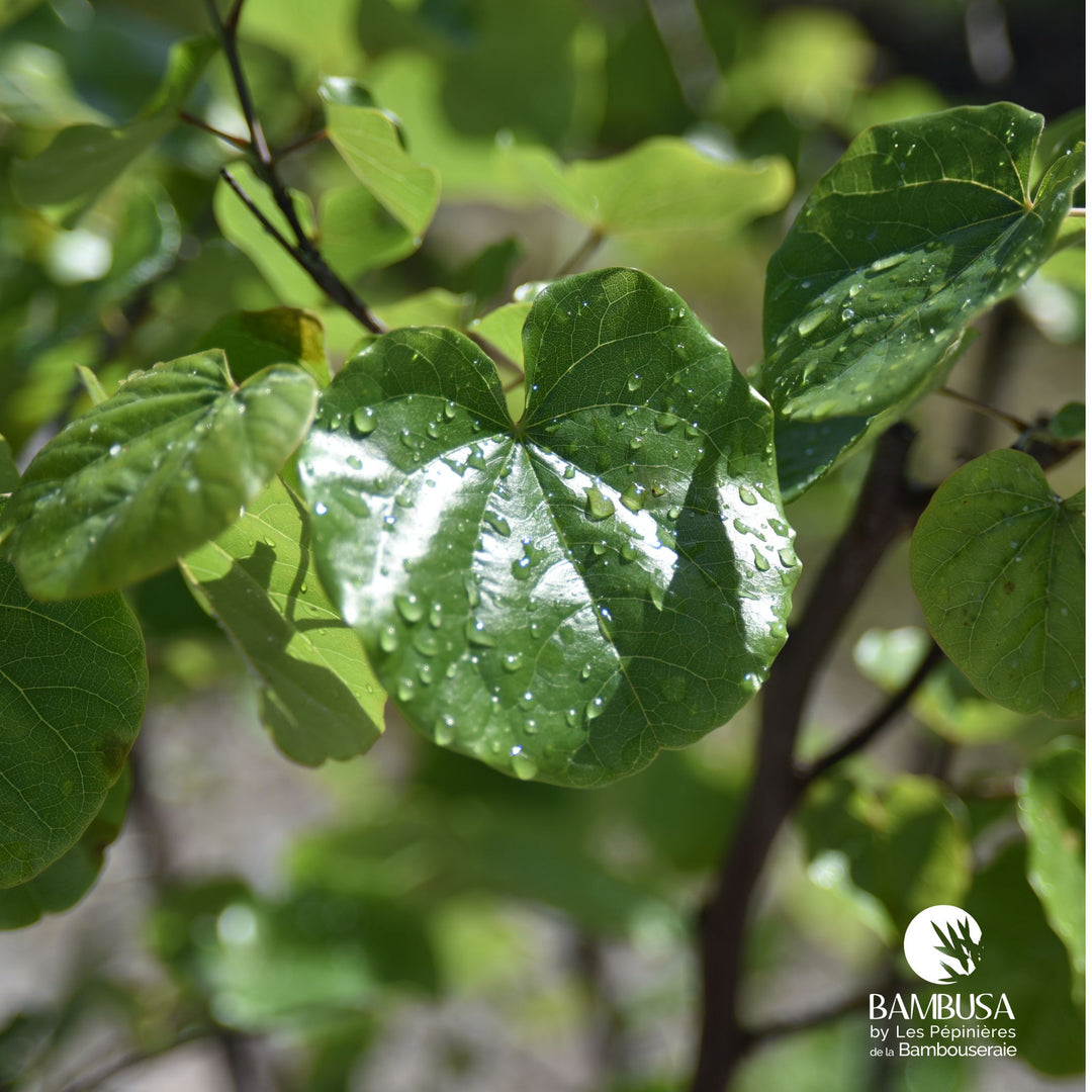Cercis canadensis &