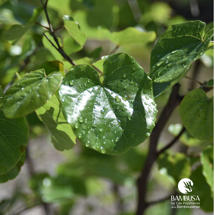 Cercis canadensis &