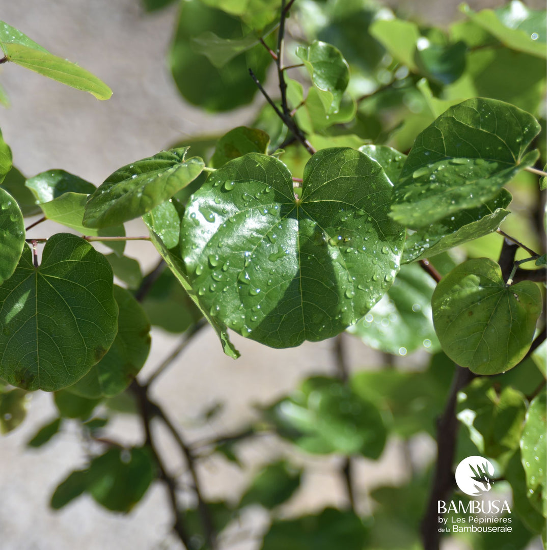 Cercis canadensis &