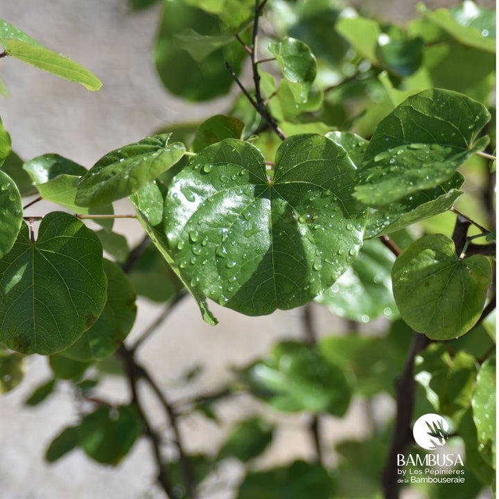 Cercis canadensis &
