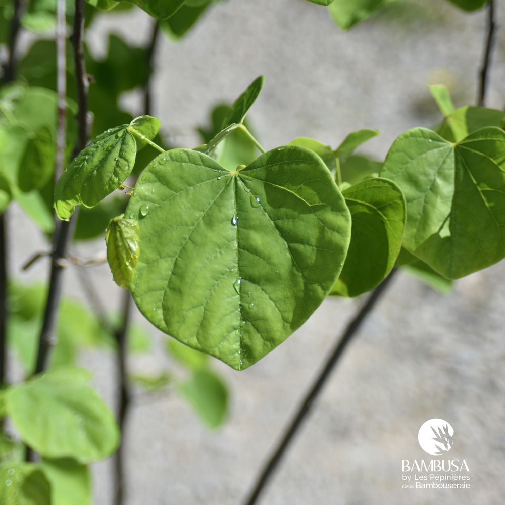 Cercis canadensis 'Royal White' — hauteur adulte : 2,5 à 5 m
