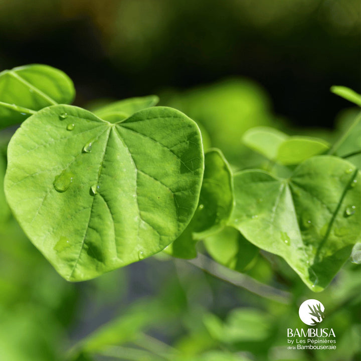 Cercis canadensis &