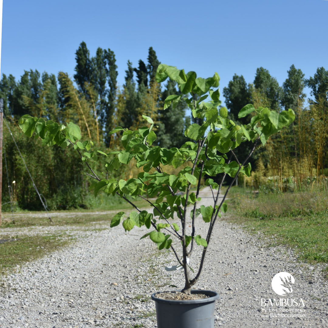 Cercis canadensis &