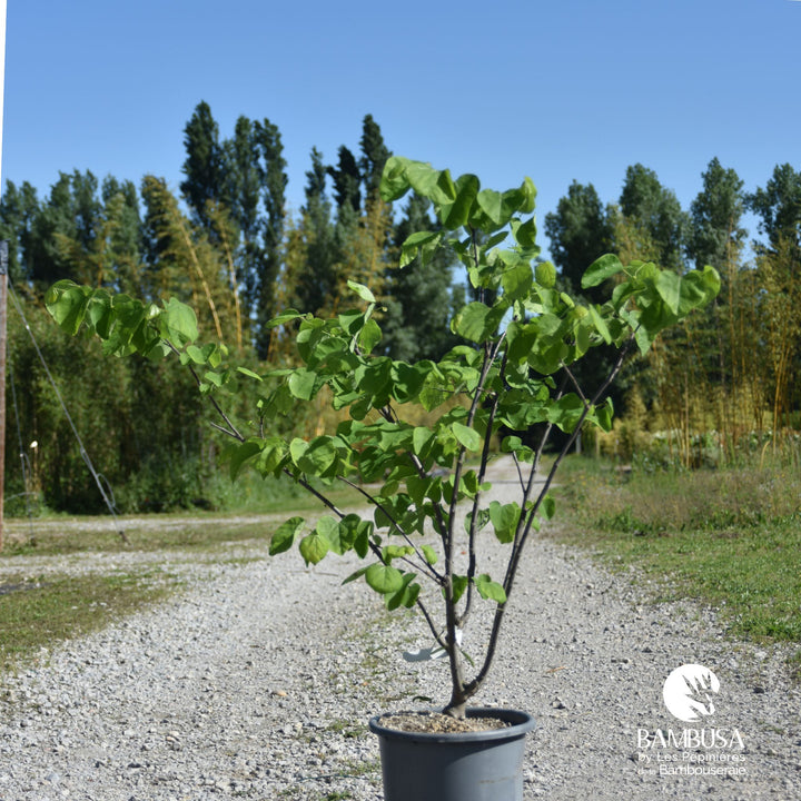 Cercis canadensis &