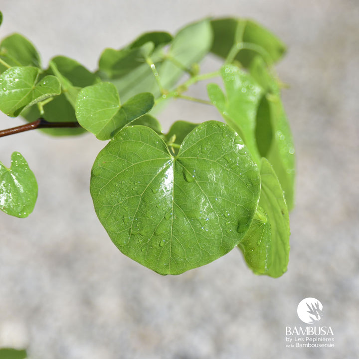 Cercis canadensis &