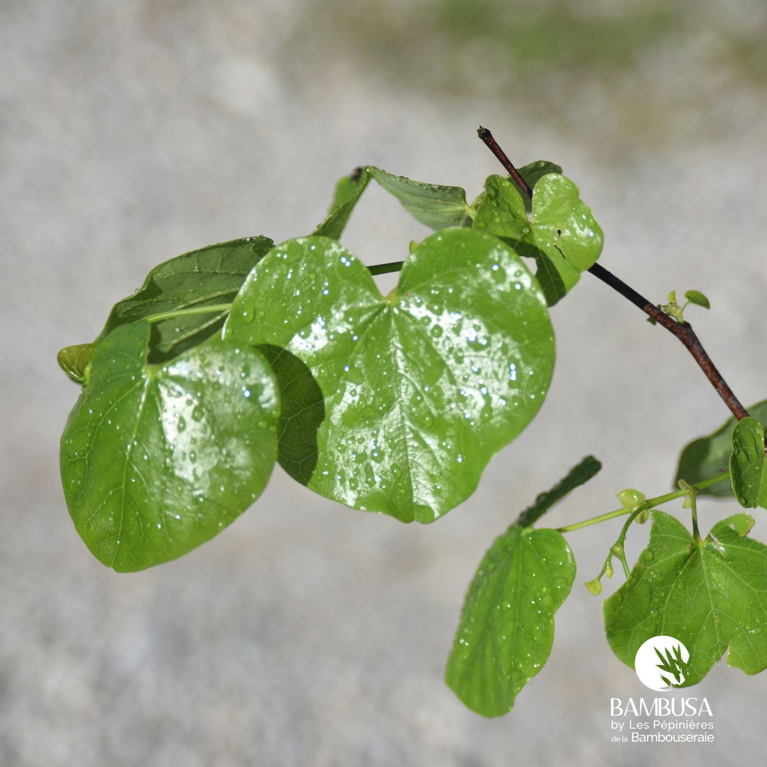 Cercis canadensis &