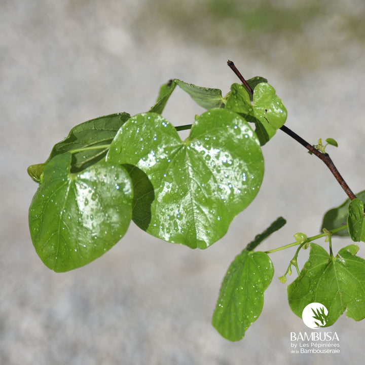 Cercis canadensis &