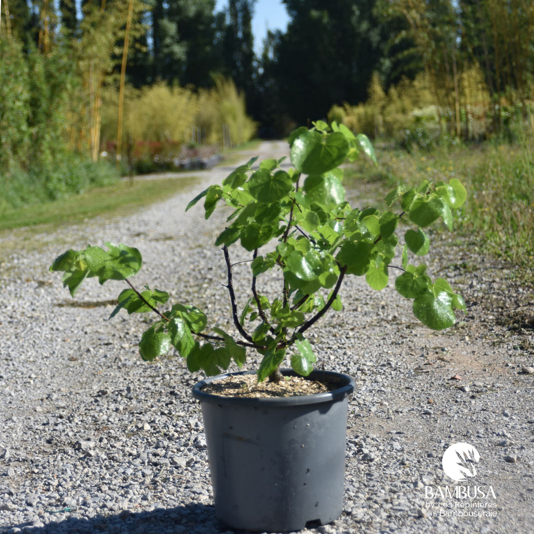 Cercis canadensis &