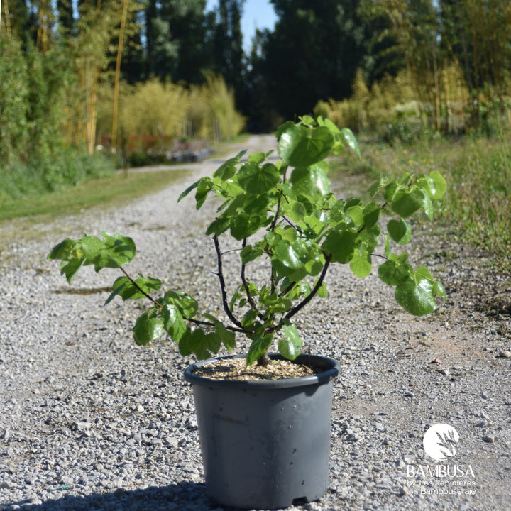 Cercis canadensis &