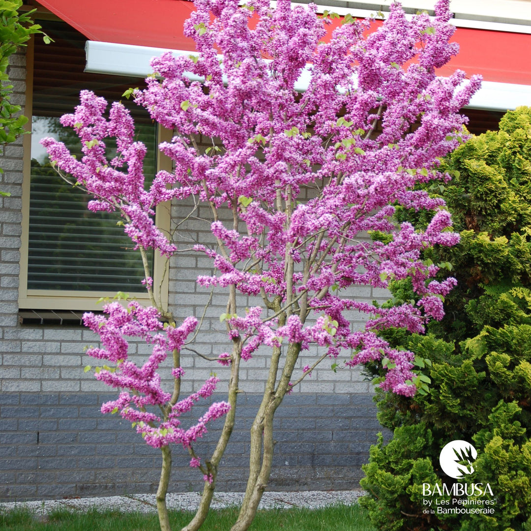 Cercis chinensis &