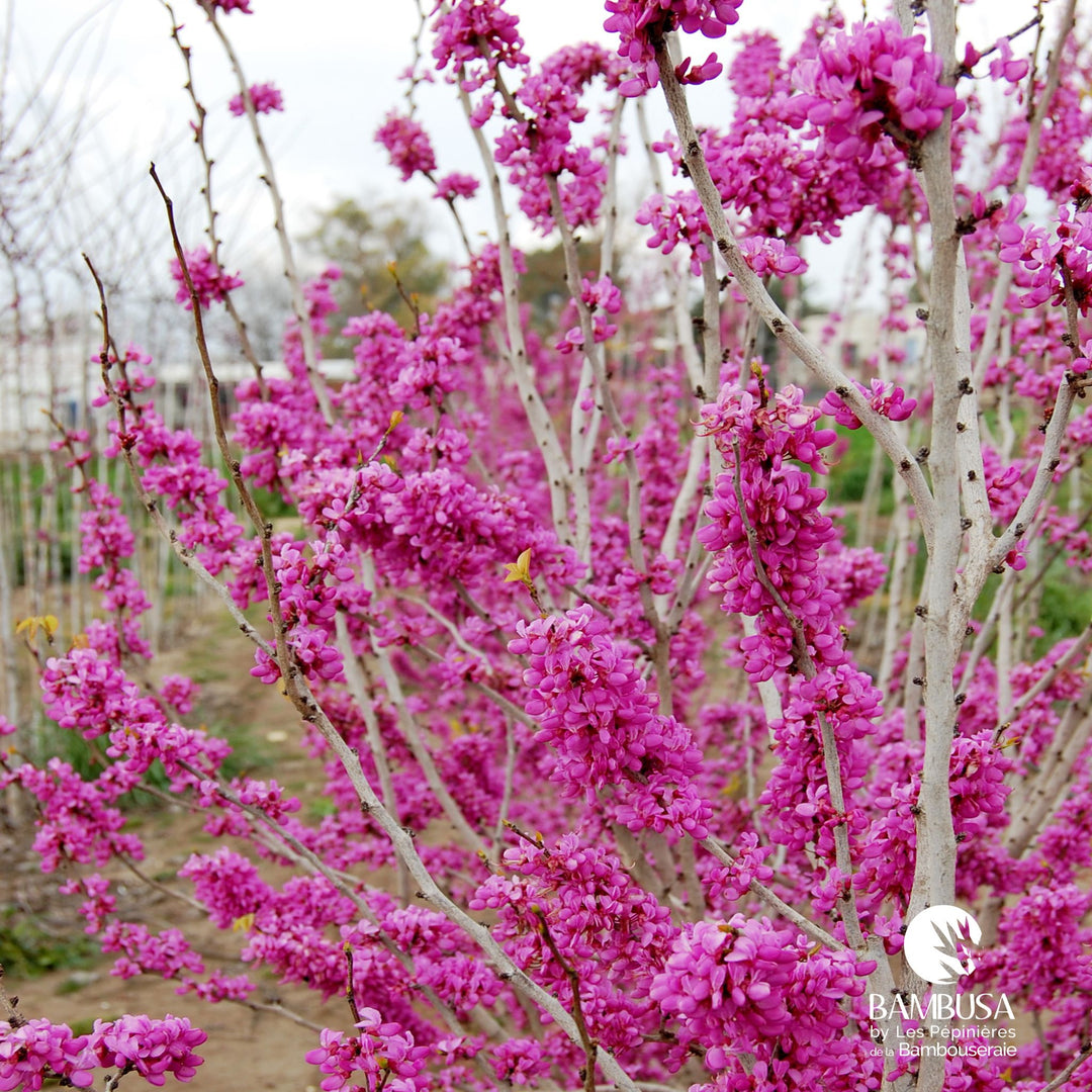 Cercis chinensis &