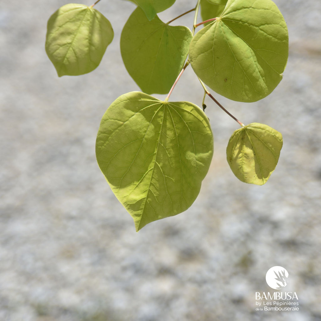Cercis canadensis &