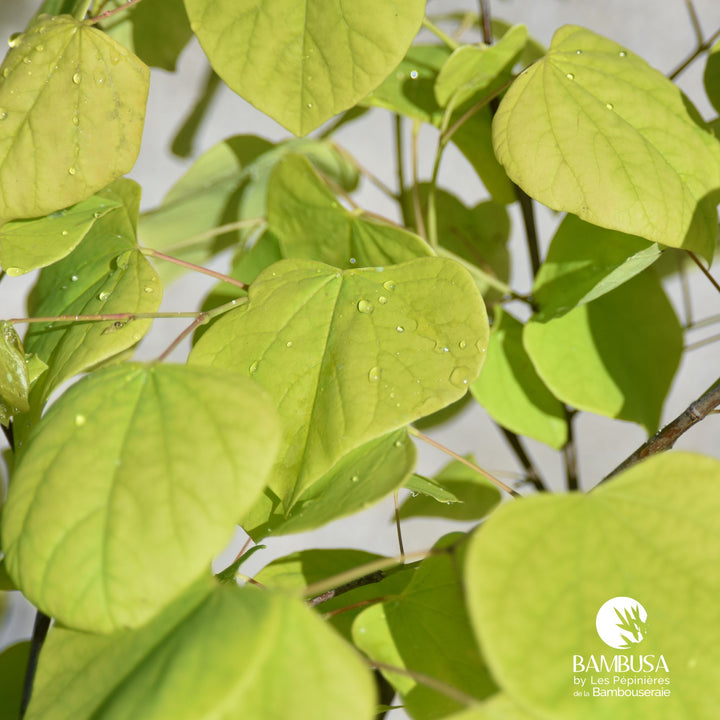 Cercis canadensis &