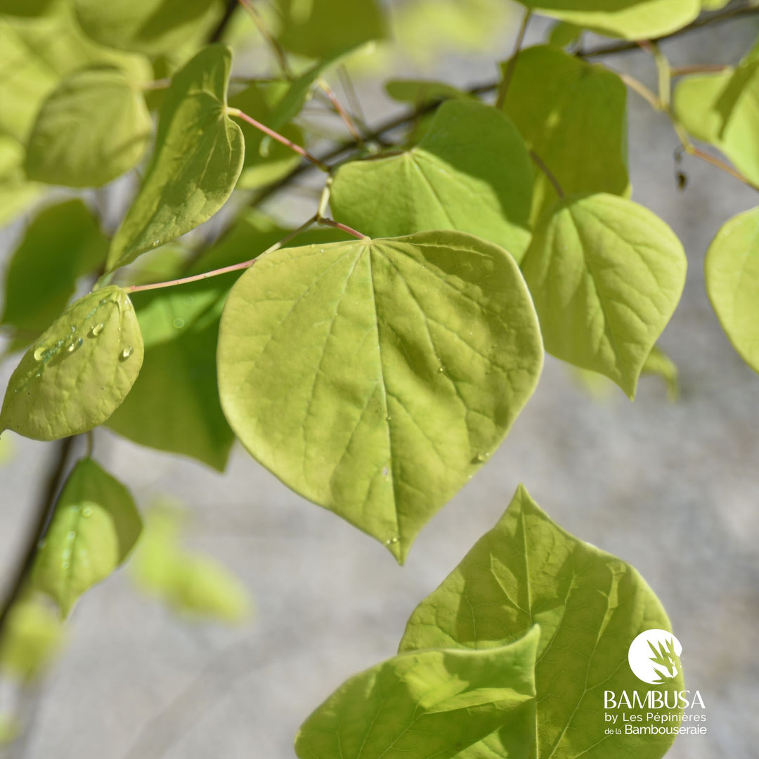 Cercis canadensis &