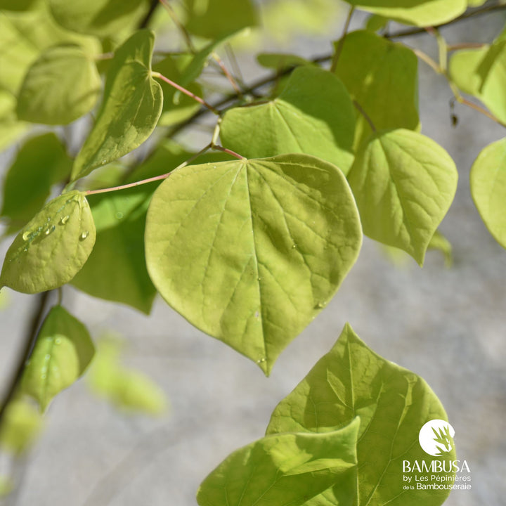 Cercis canadensis &
