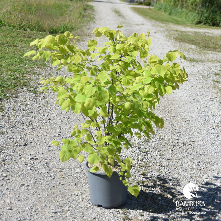 Arbre de Judée &