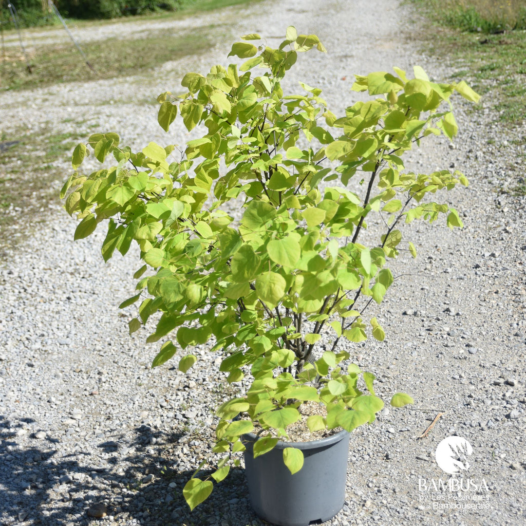 Cercis canadensis &