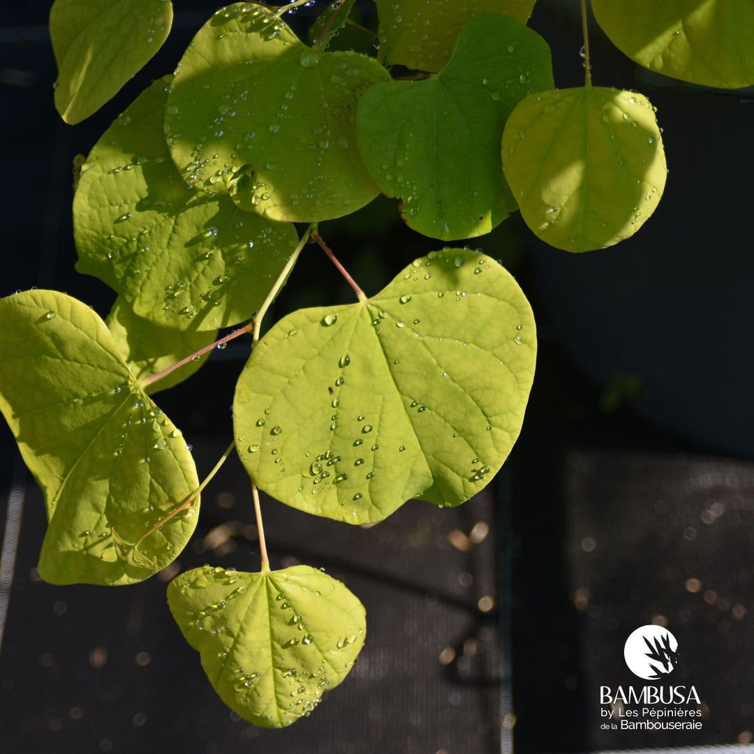 Cercis canadensis &