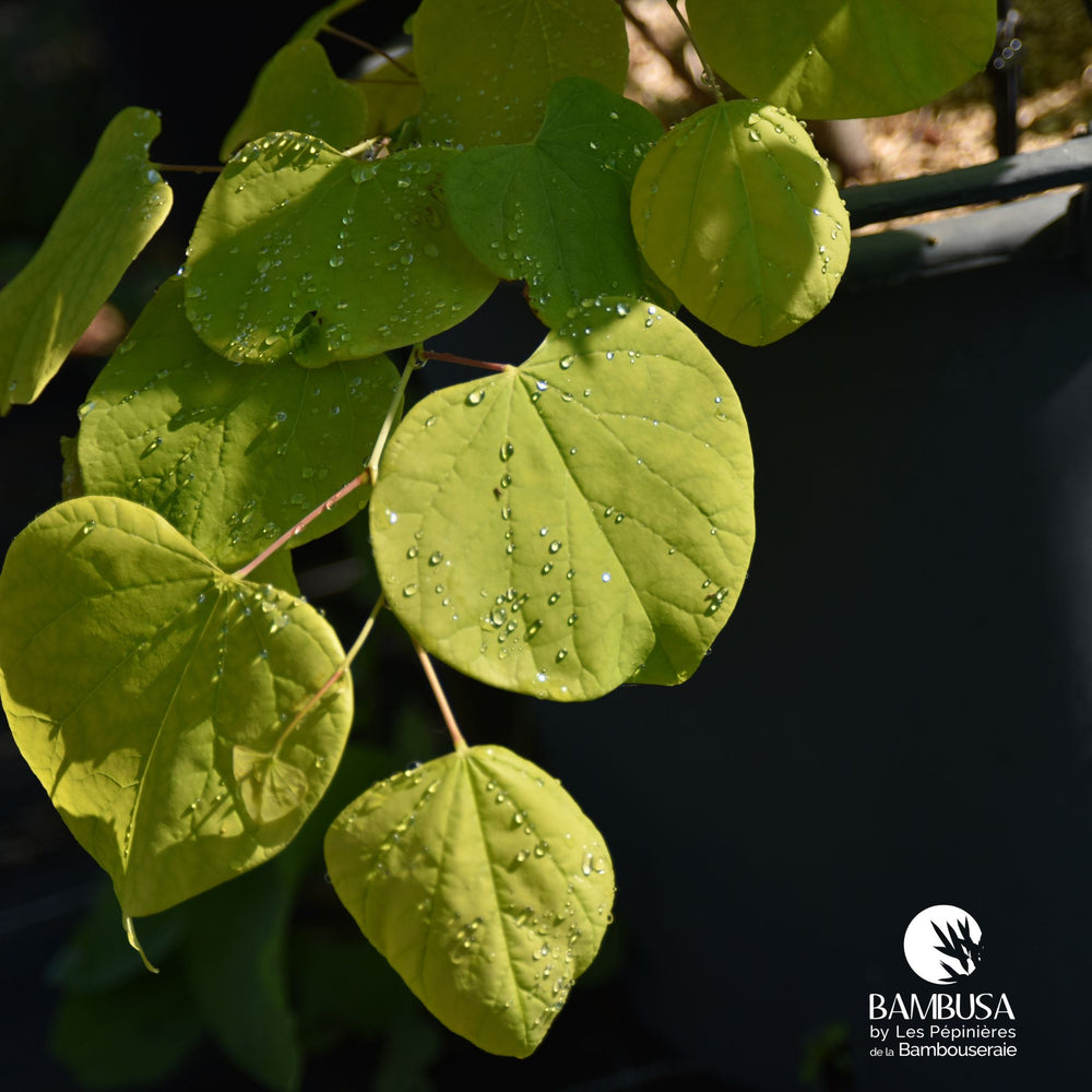 Cercis canadensis 'Hearts of Gold' — hauteur adulte : 2,5 à 5 m