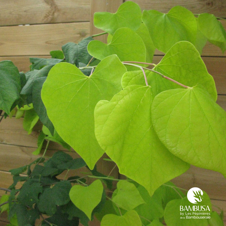 Cercis canadensis &