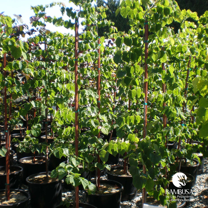 Cercis canadensis &