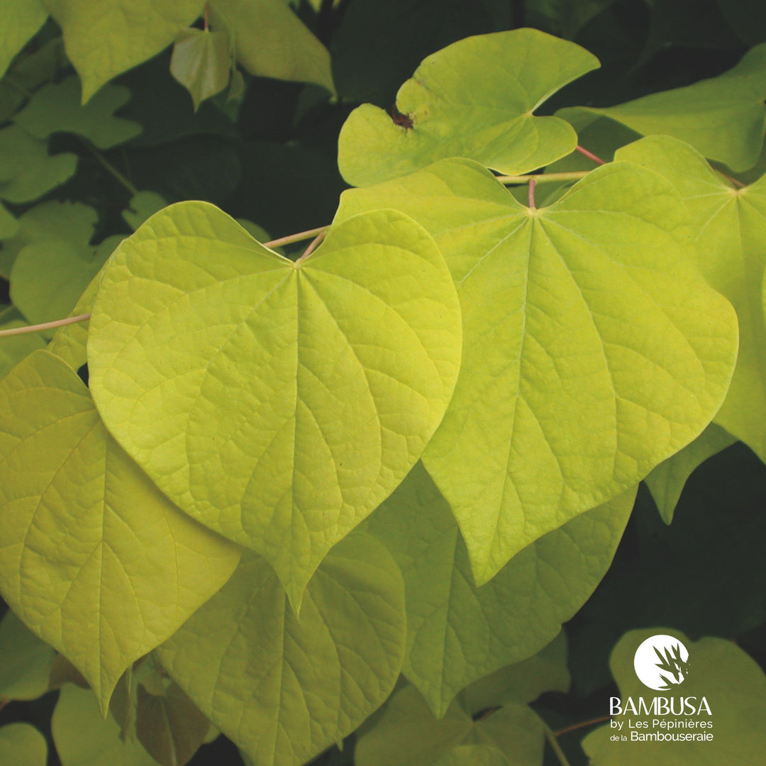 Cercis canadensis 'Hearts of Gold' | Arbre de Judée 'Hearts of Gold'