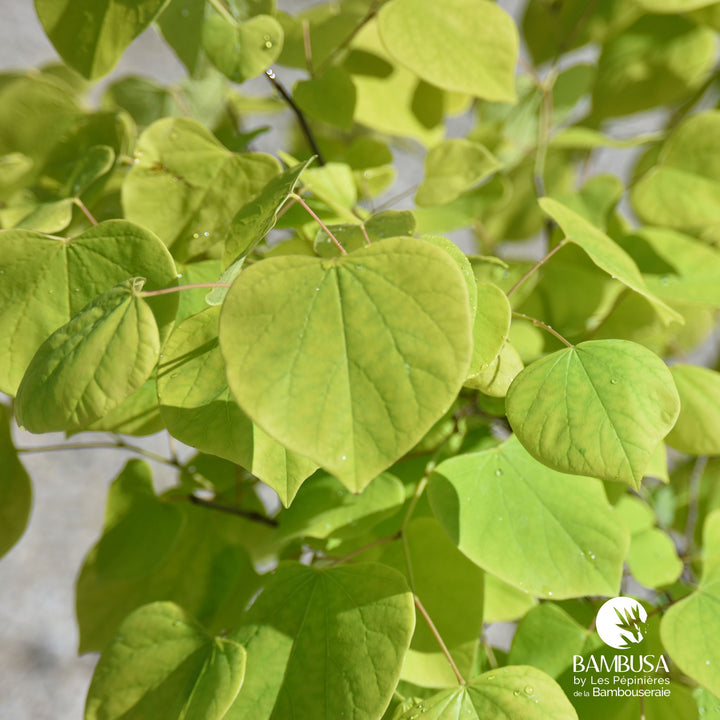 Cercis canadensis &