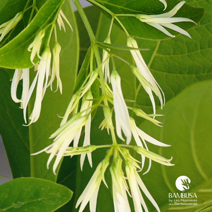 Chionanthus virginicus — hauteur adulte : 2,5 à 5 m