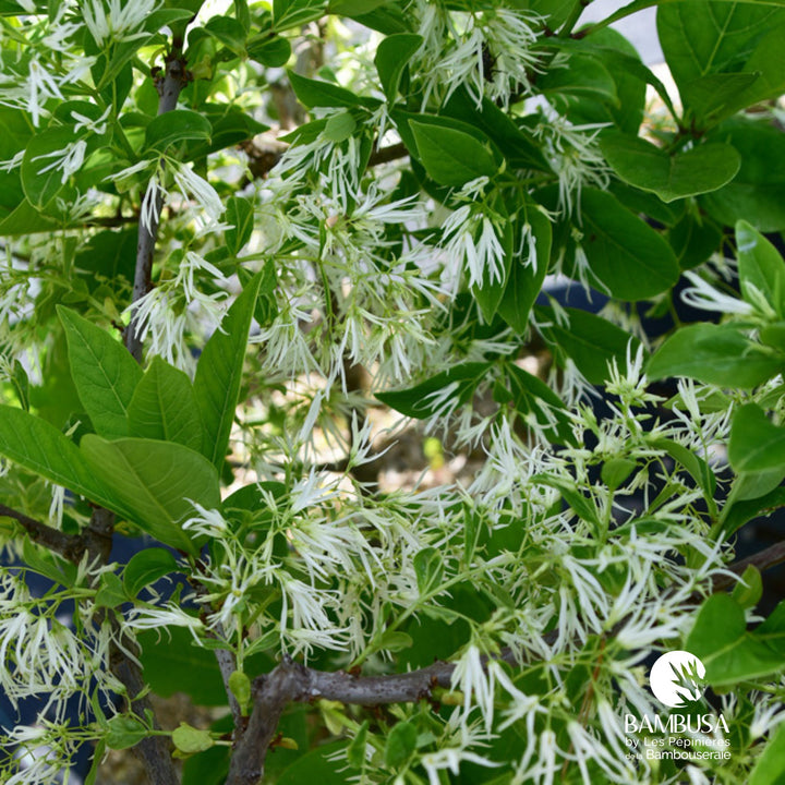 Arbre à neige — exposition soleil ou mi-ombre