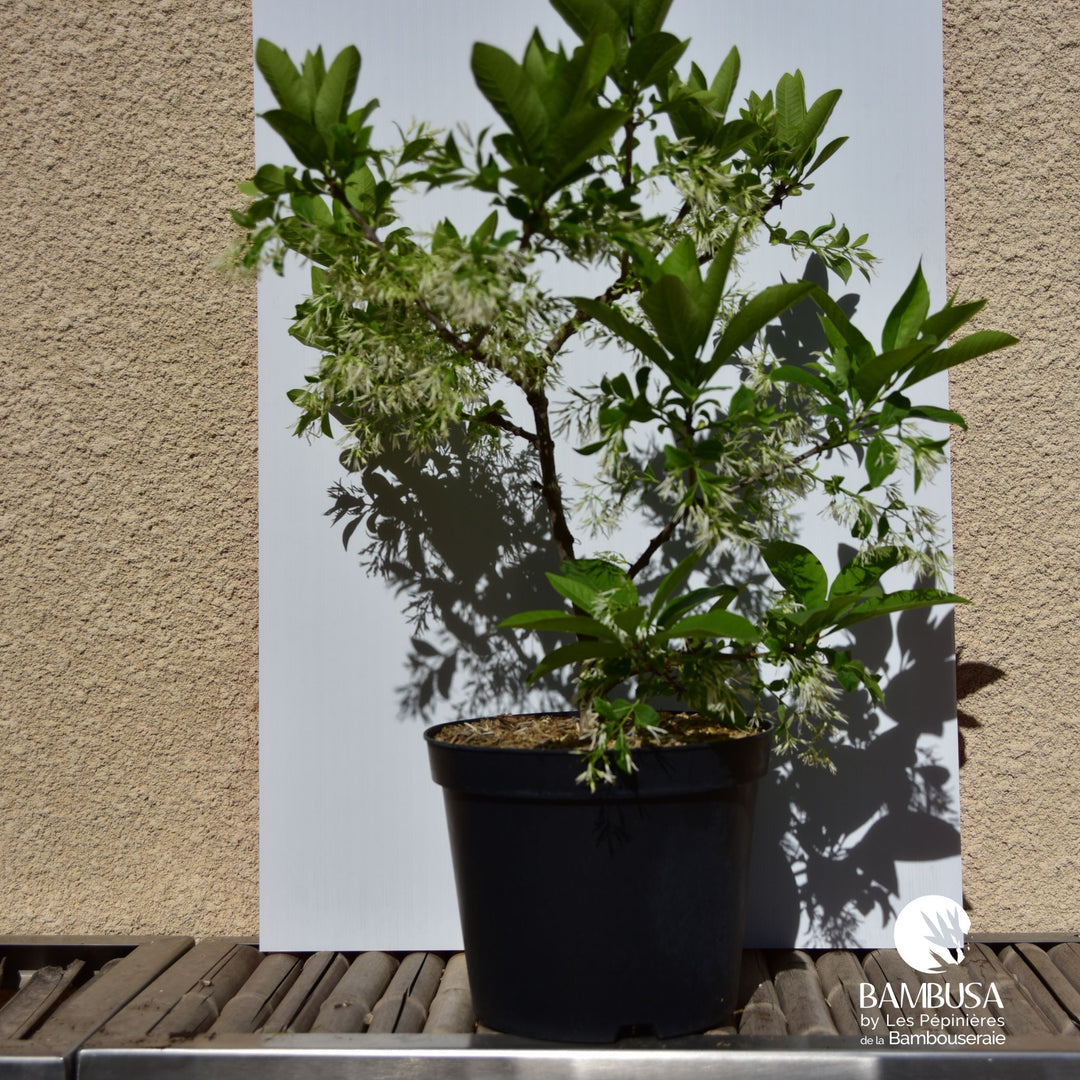 Chionanthus virginicus — rustique jusqu&