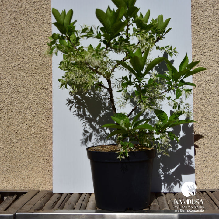 Chionanthus virginicus — rustique jusqu&