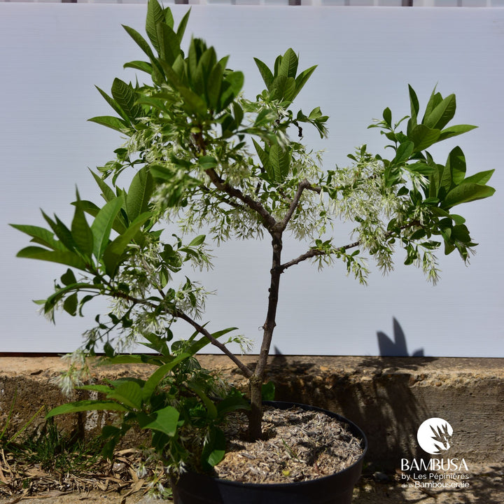 Arbre à neige — sol frais