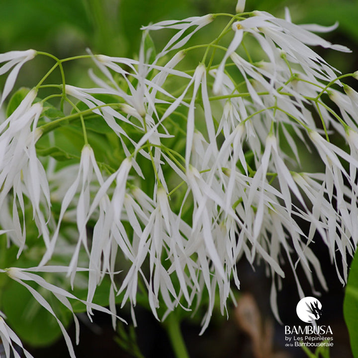 Chionanthus virginicus | Arbre à neige