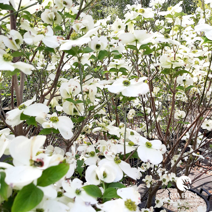 Cornus florida &