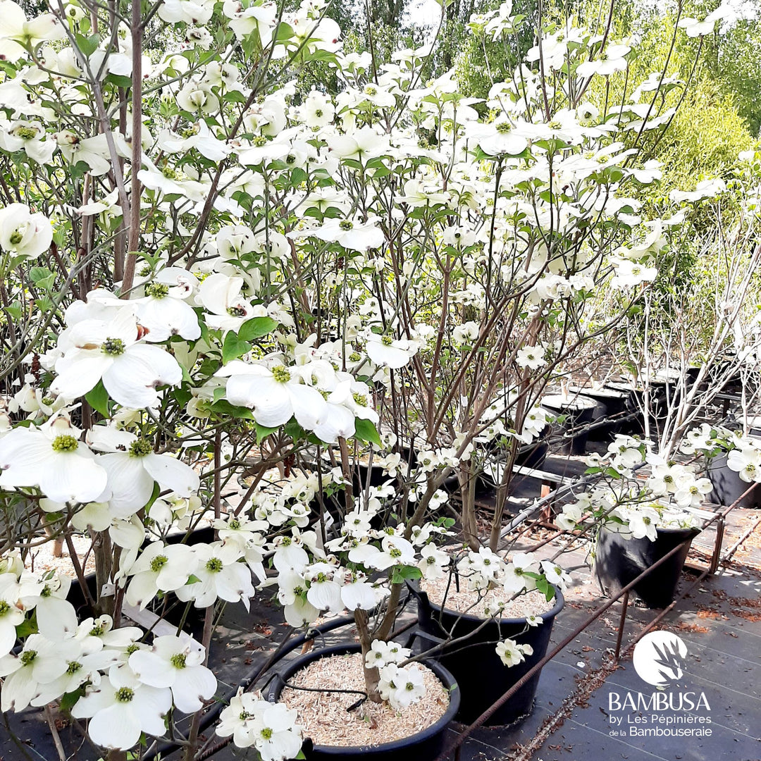 Cornus florida &