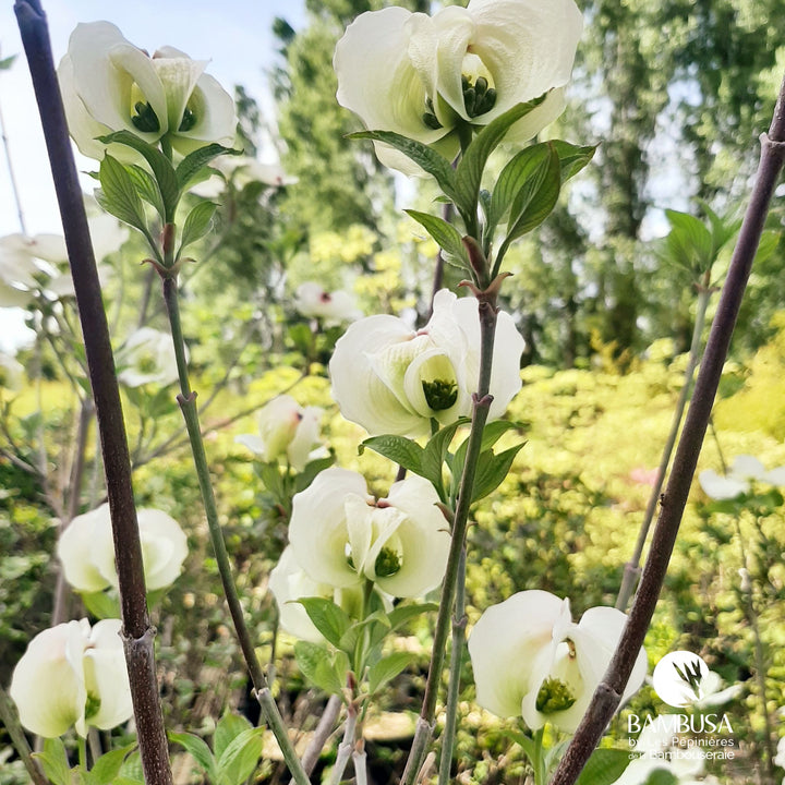 Cornus florida &
