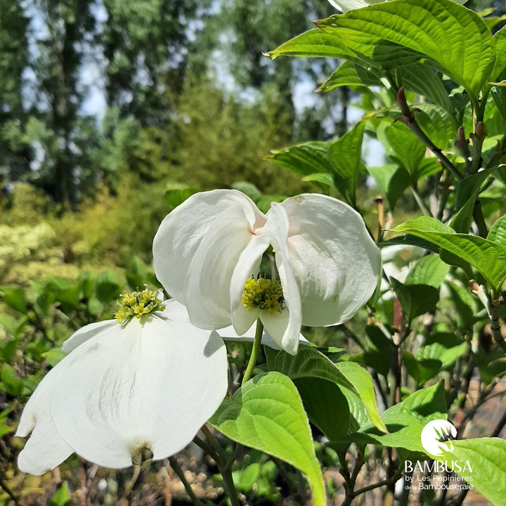 Cornus florida &