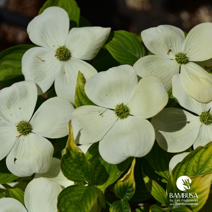 Cornus florida &