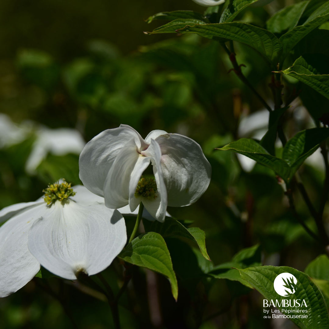 Cornus florida &