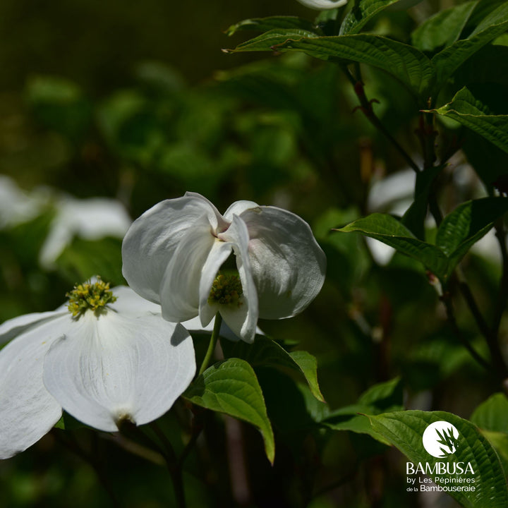 Cornus florida &