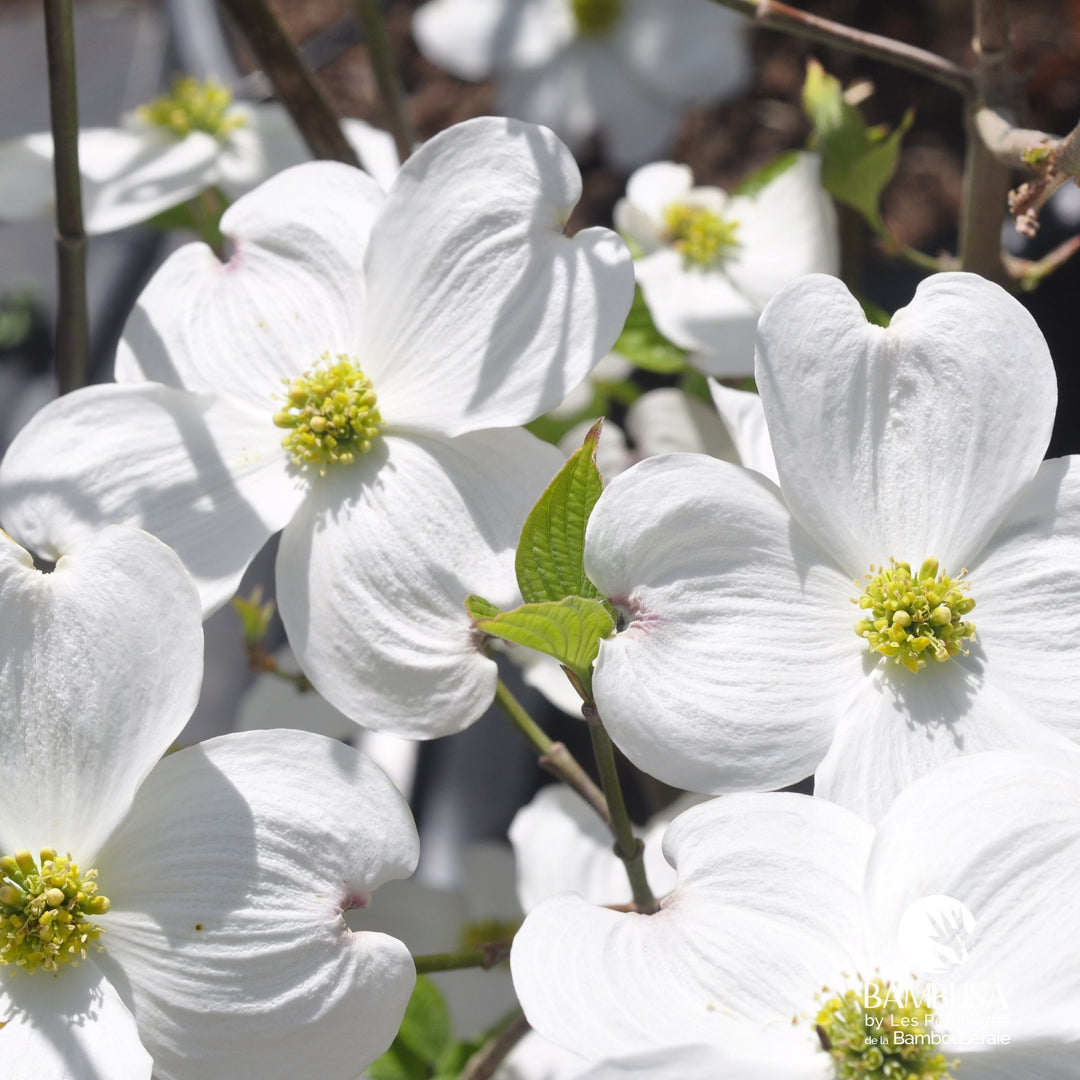 Cornus florida &