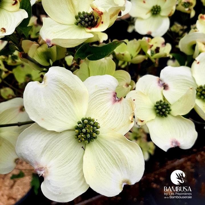 Cornus florida &