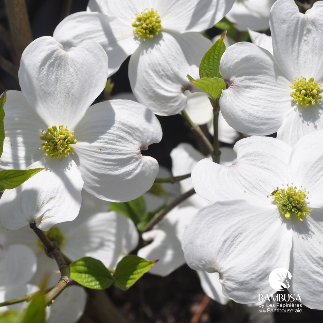 Cornus florida &