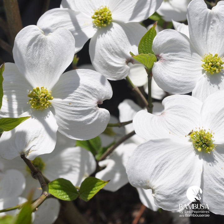 Cornus florida &