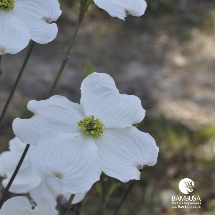 Cornus florida &