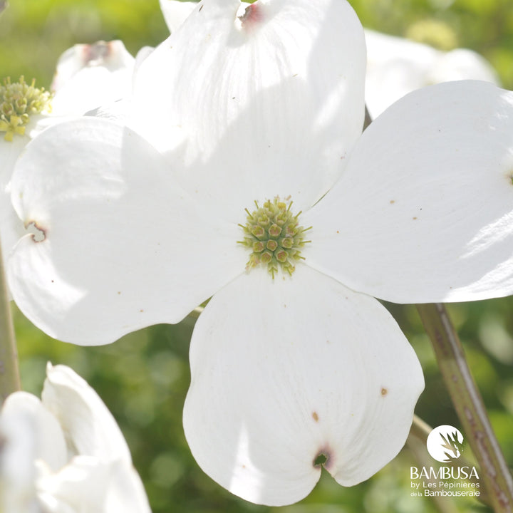 Cornus florida &
