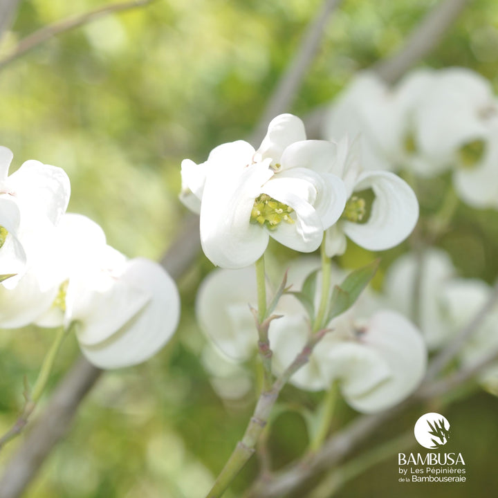 Cornus florida &