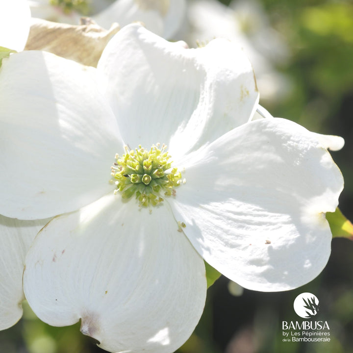 Cornus florida &